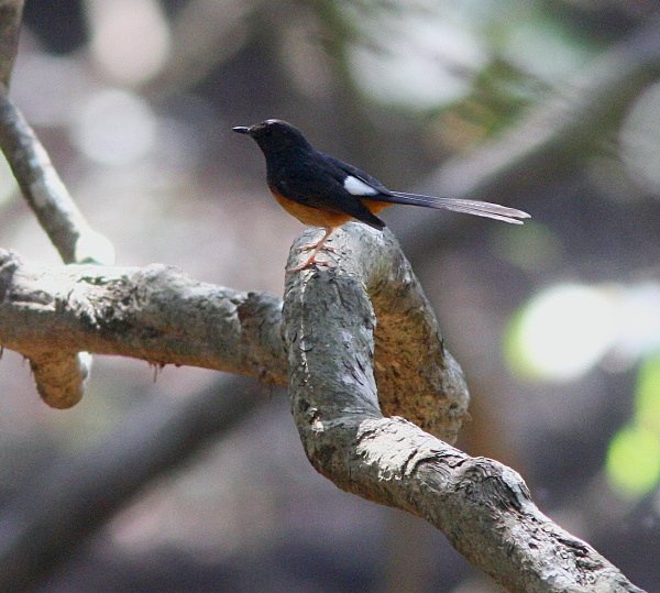 White Rumped Sharma - Indian Birds