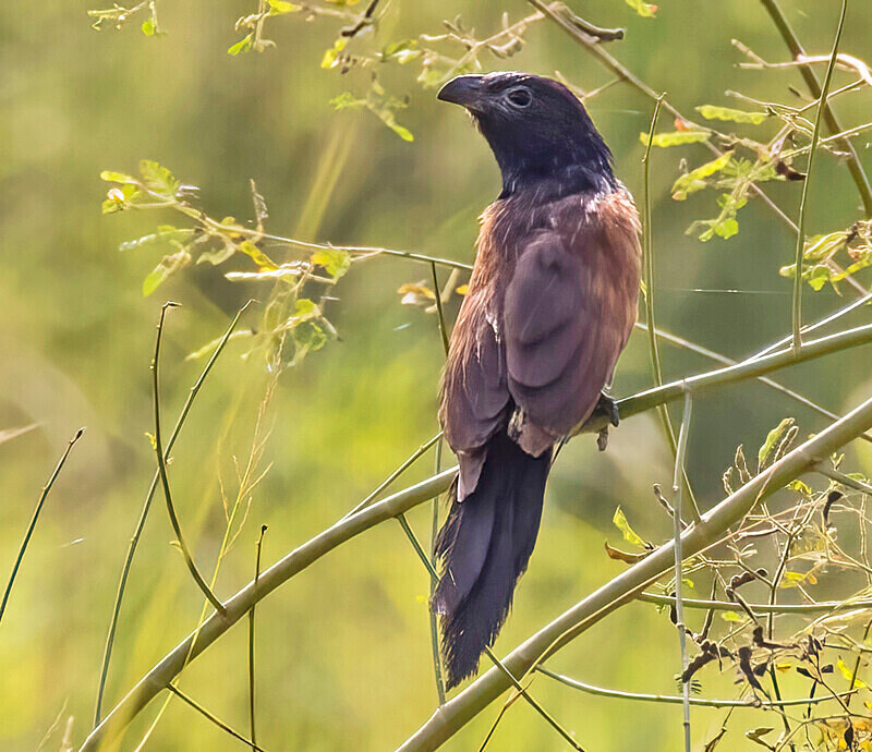 Black Coucal - The Gambia Nov/Dec 2023