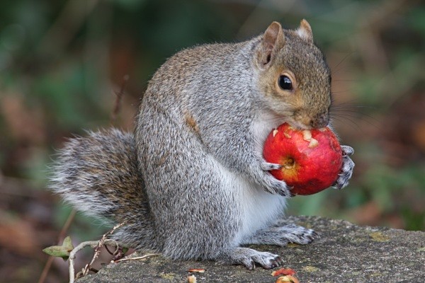 Grey Squirrel, (with half a tail missing) stealing fruit as usual. - Middlewood Nature Reserve