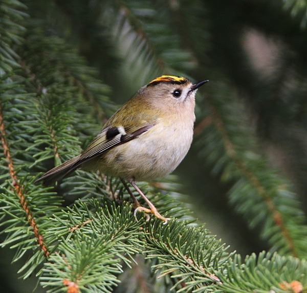 Goldcrest - Crests & Tits