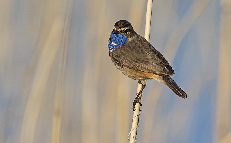 Male Bluethroat - Netherlands 2016
