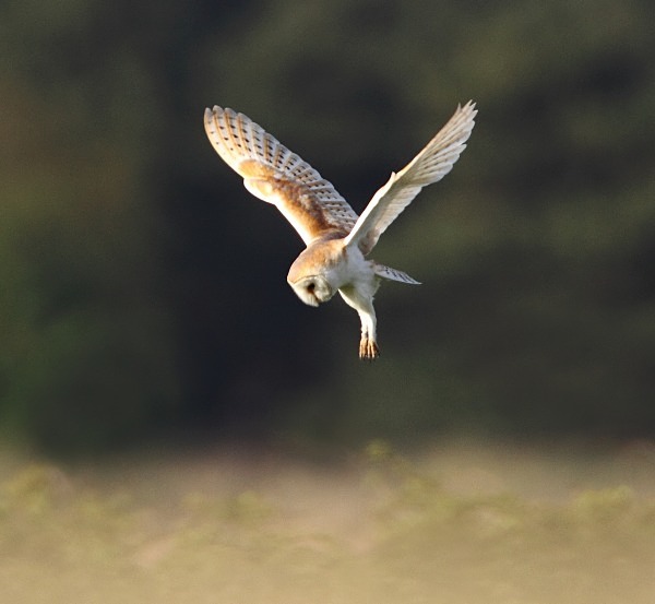 Barn Owl - Norfolk, Spring 2012