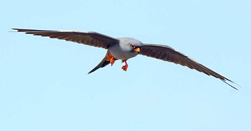 Red Footed Falcon - Lesvos 2025