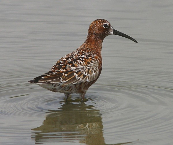 Curlew Sandpiper - Lesvos 2011