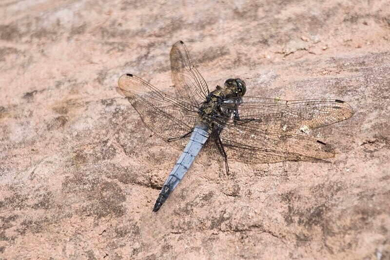 Black Tailed Skimmer. - Dragonflies and Damselflies