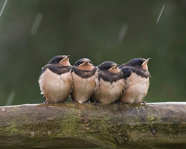 Juv Swallows - Middlewood Nature Reserve