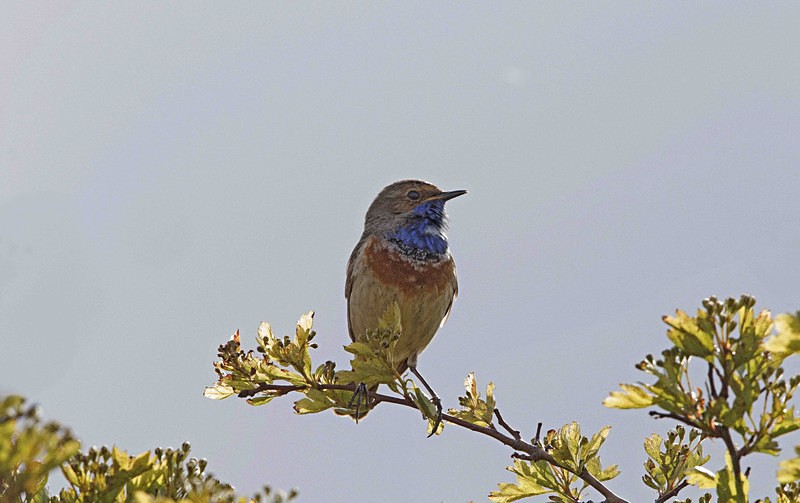 Male Bluethroat - Netherlands 2016