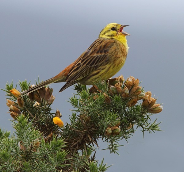 Yellowhammer - Buntings