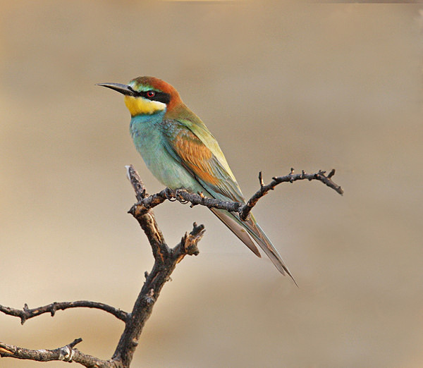 European Bee Eater - Cyprus Birds