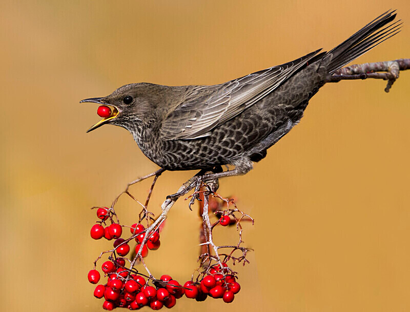 Ring Ouzel - Ring Ouzels
