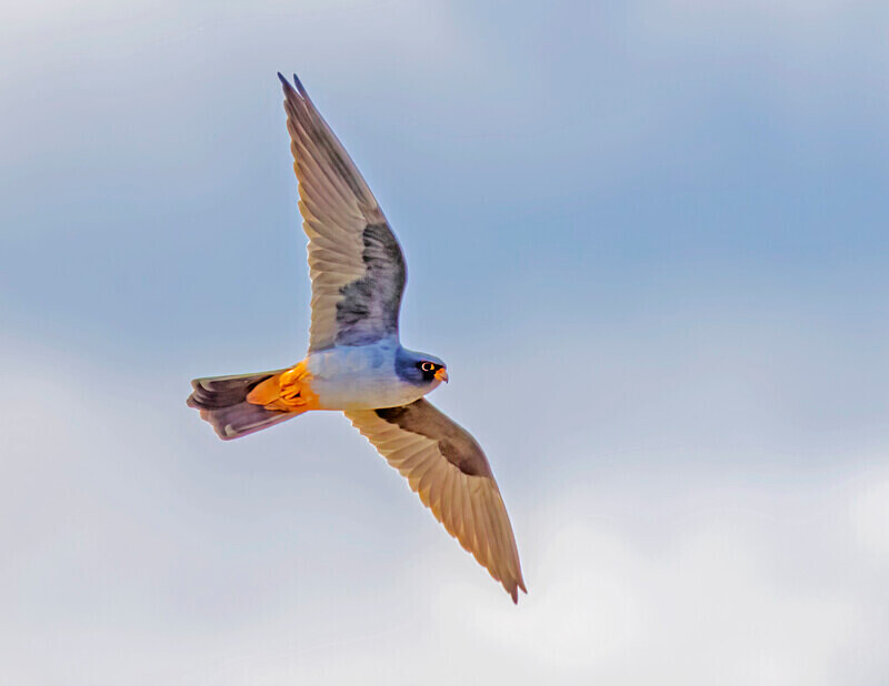 Red Footed Falcon. - Lesvos April/May 2023