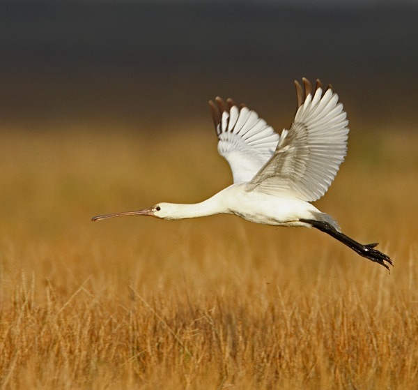 Spoonbill - Norfolk, Spring 2012