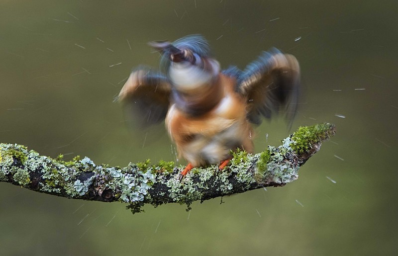 Female Kingfisher - Kingfishers
