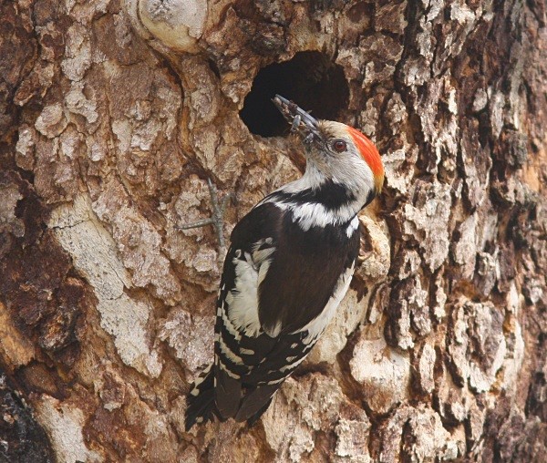 Middle Spotted Woodpecker - Lesvos 2011