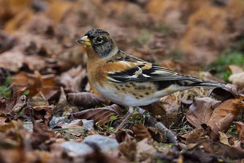Male Brambling. - Finches