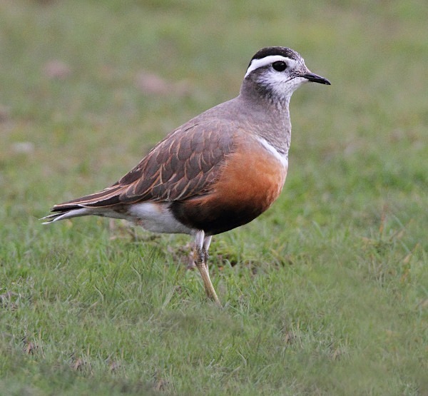 Dotterel - Waders and Plovers