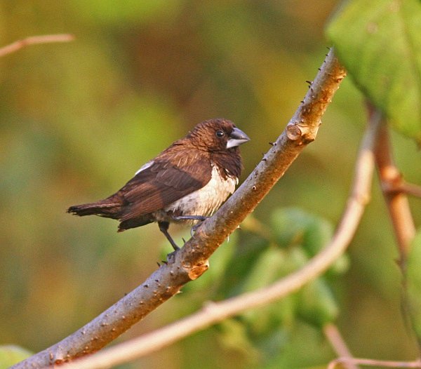 White Rumped Munia - Indian Birds