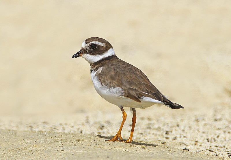 Kentish Plover. - Lanzarote