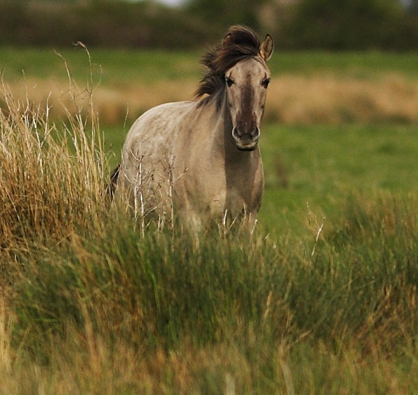 Konik - Norfolk, Spring 2012