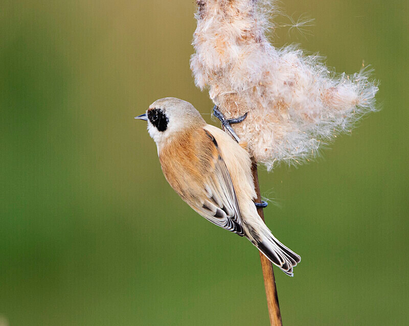 Male Penduline Tit - Crests & Tits