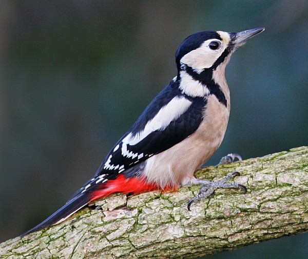 G S Woodpecker - Woodpeckers & Wrynecks