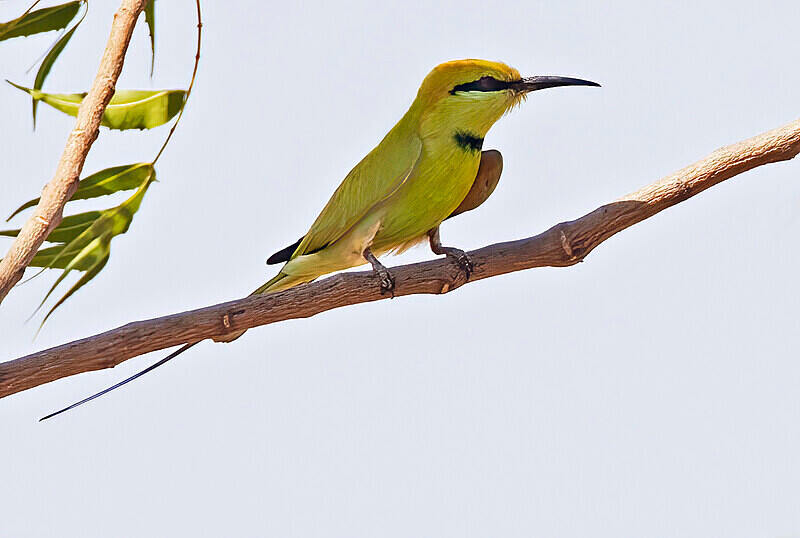 Little Green Bee Eater - The Gambia Nov/Dec 2023