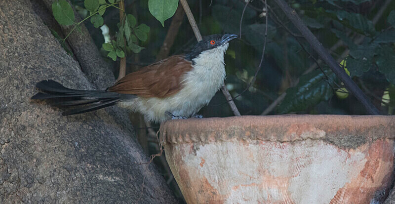Senegal Coucal - The Gambia Nov/Dec 2023