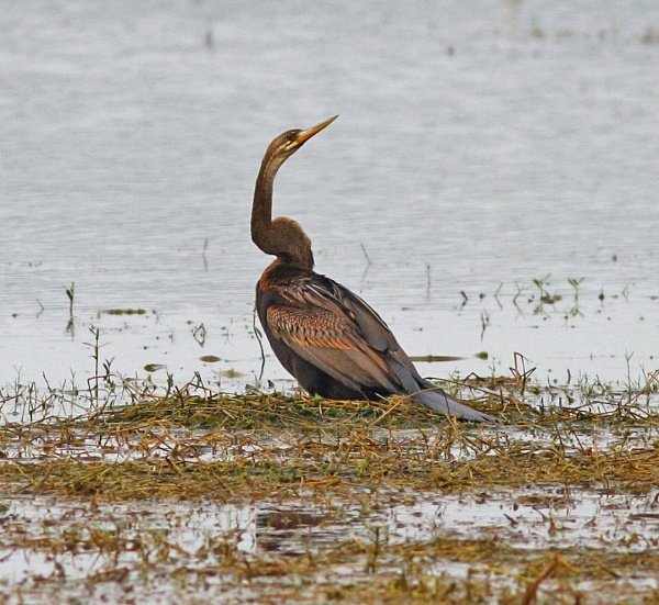 Indian Darter - Indian Birds