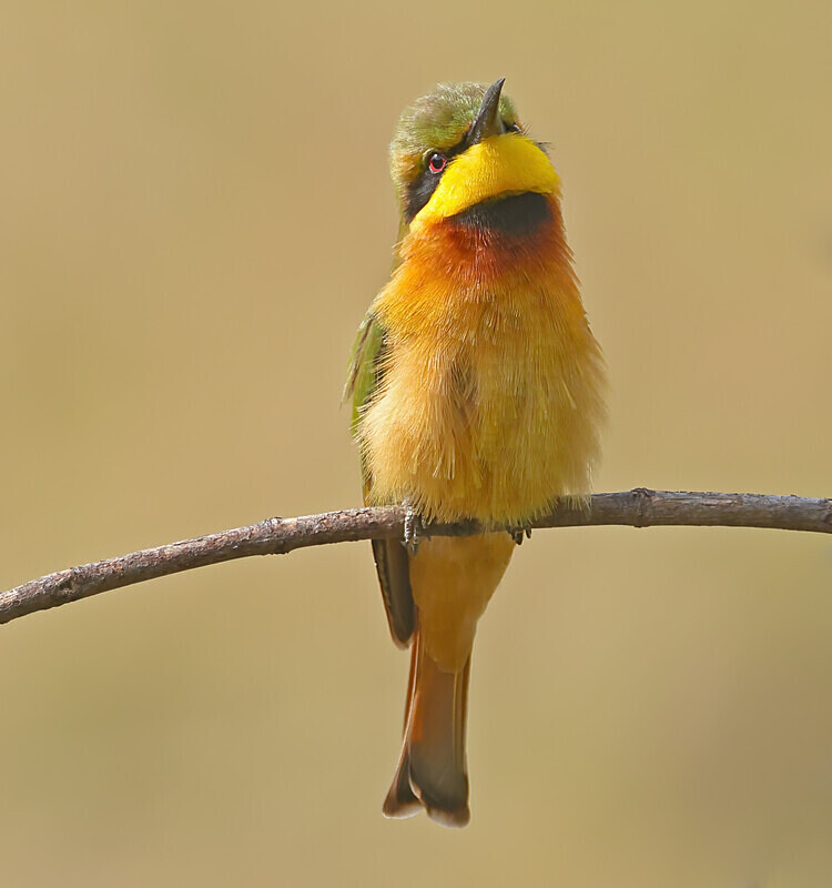 Little Bee Eater - The Gambia Januarry 2026