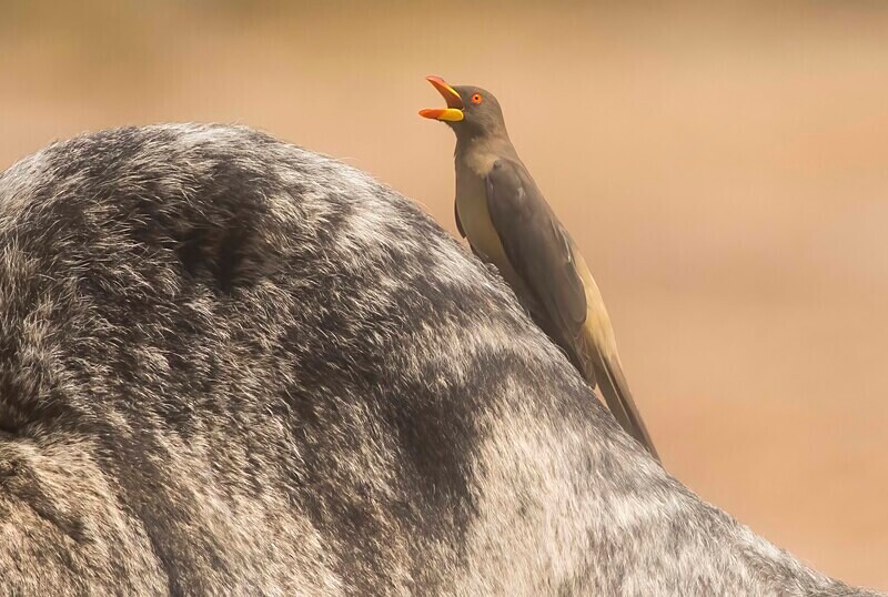 Yellow Billed Oxpecker - The Gambia Nov/Dec 2023