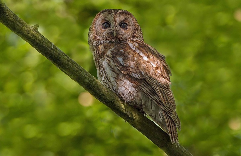 Adult - Owls, Raptors, Corvids & Doves