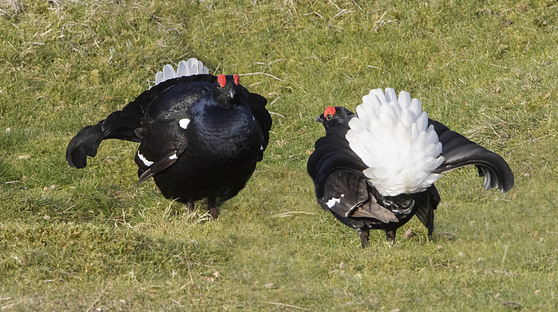 Black Grouse - Black Grouse