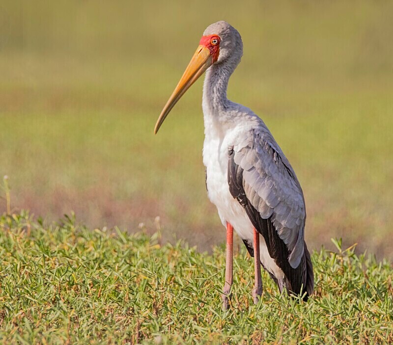 Yellow Billed Stork - The Gambia Nov/Dec 2023
