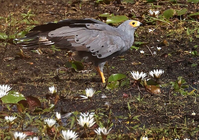 African Harrier Hawk - The Gambia Januarry 2026