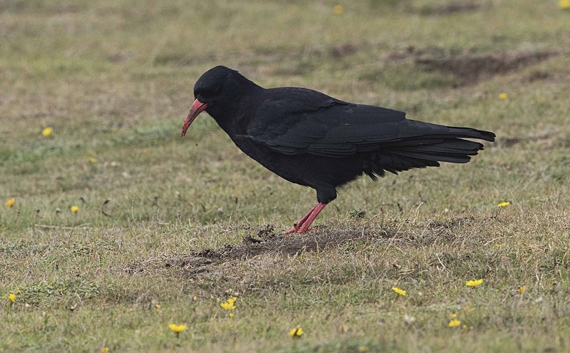 Chough - Owls, Raptors, Corvids & Doves