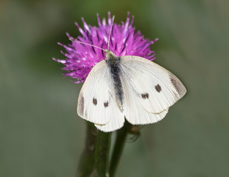 Small White - Butterflies