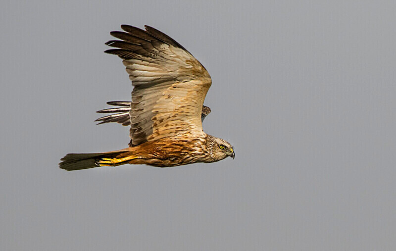 Marsh Harrier - Bulgaria and Romania 2019
