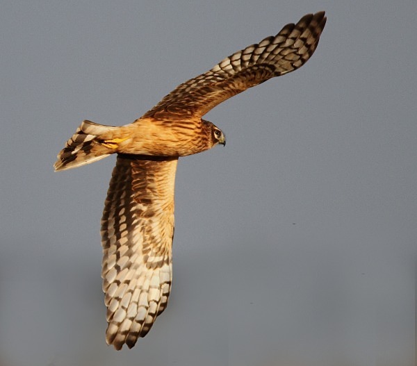 Female Hen Harrier - Norfolk, Autumn 2011