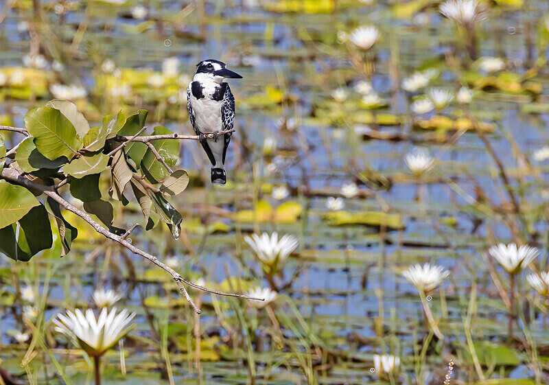 Pied Kingfisher - The Gambia Nov/Dec 2023