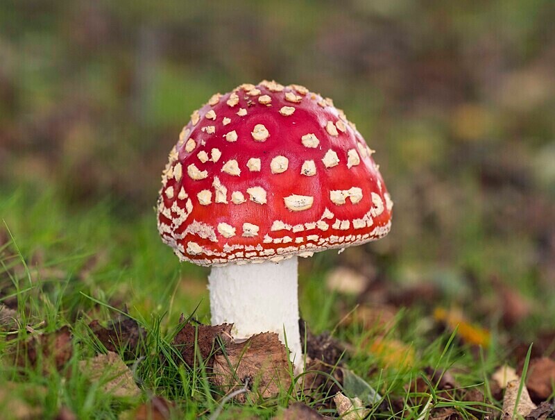 Fly Agaric - Fly Agaric