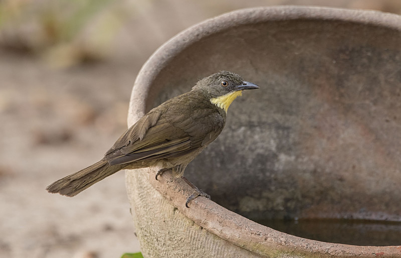 Yellow-throated Leaflove. - The Gambia 2018