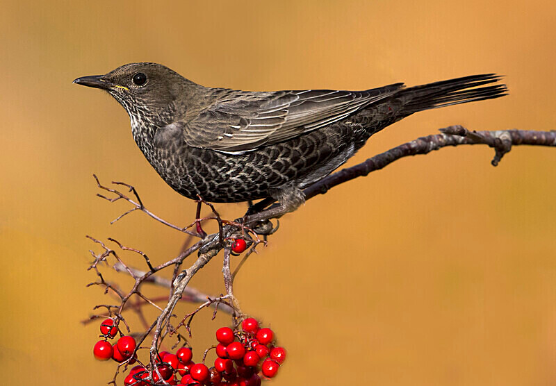 Ring Ouzel - Ring Ouzels