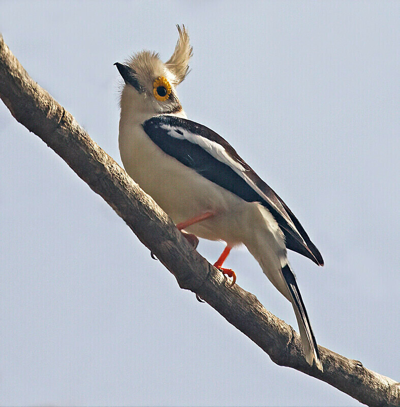 White Crested Helmet Shrike. - The Gambia 2018