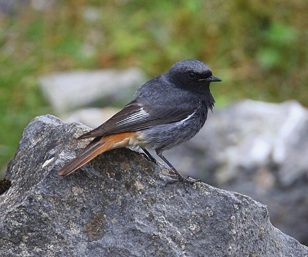 Black Redstart - Common & Black Redstarts