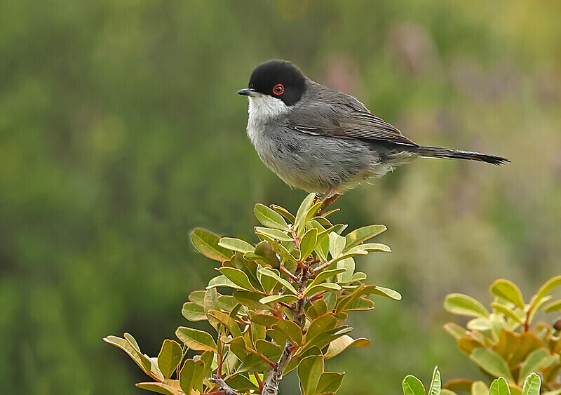 Sardinian Warbler - Lesvos 2025