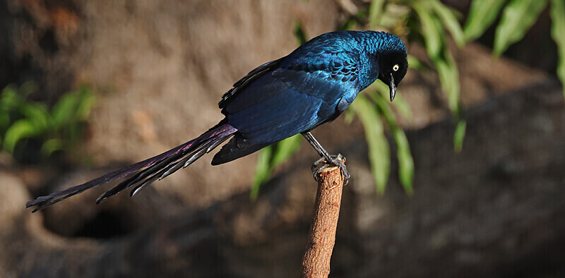Long Tailed Glossy Starling - The Gambia Januarry 2026
