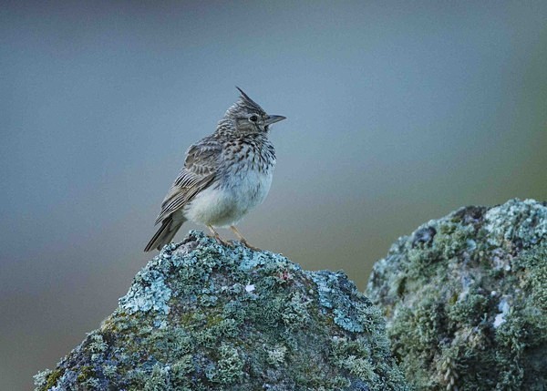 Crested Lark - Extremadura, Spain