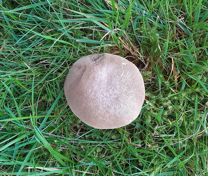Common Earthball - Puffballs and Earthballs