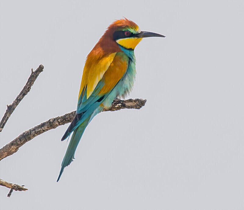 European Bee Eater - Lesvos April/May 2023