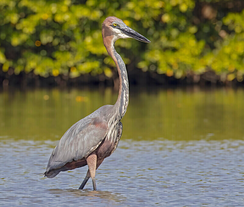 Goliath Heron. - The Gambia Nov/Dec 2023